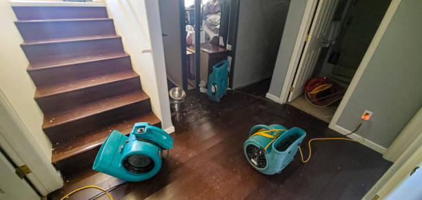 Best Mold removal after water damage  in Maysville, MO