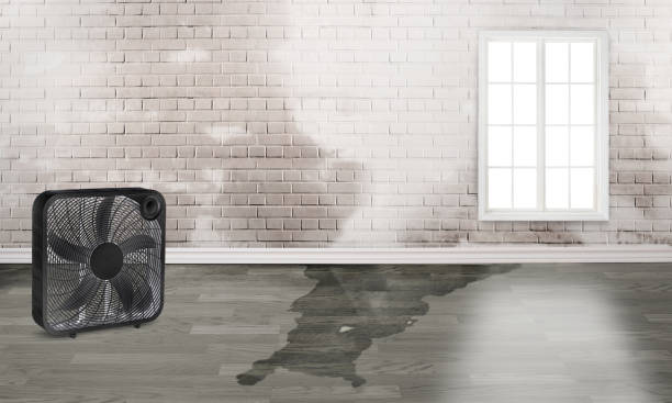 Best Sewage cleanup and water damage restoration  in Maysville, MO